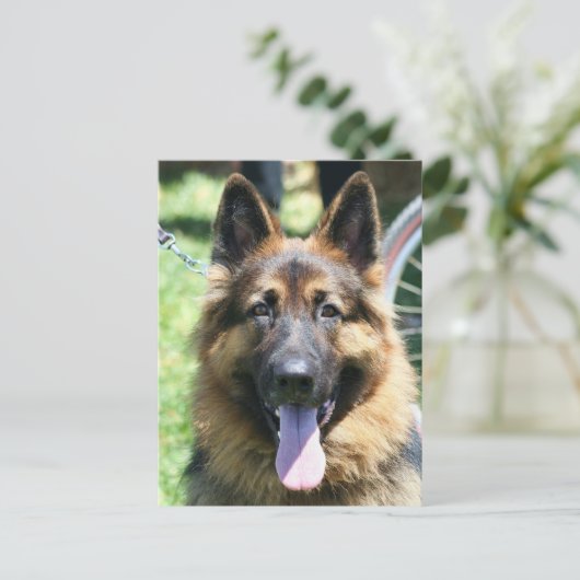 Schäferhund Postkarte (Stehend Vorderseite)