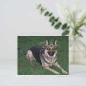 Schäferhund Postkarte (Stehend Vorderseite)