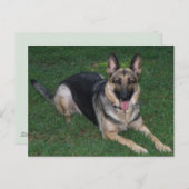 Schäferhund Postkarte (Vorne/Hinten)