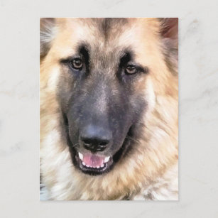 Schäferhund Postkarte