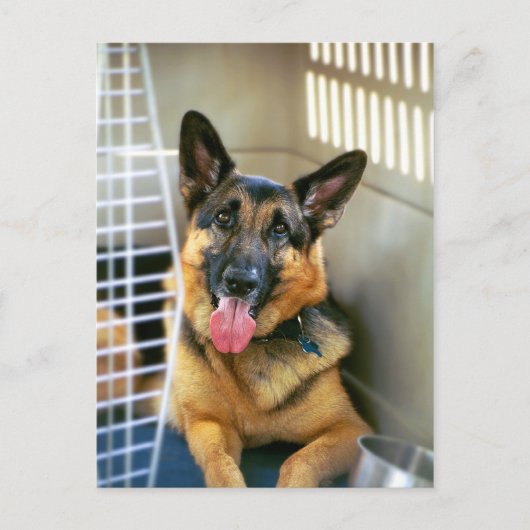 Schäferhund-Postkarte Postkarte (Vorderseite)