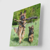 Schäferhund Quadratische Wanduhr (Winkel)