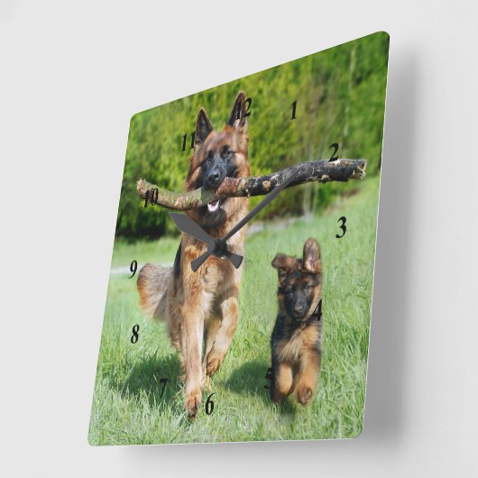 Schäferhund Quadratische Wanduhr (Winkel)