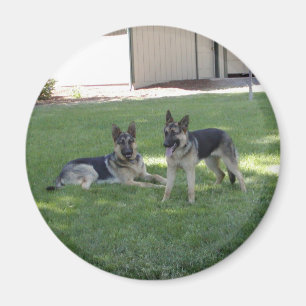 Schäferhunde Magnet