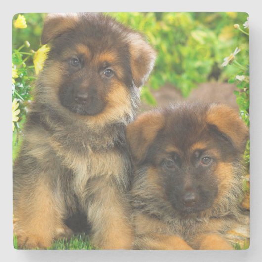 Schäferhunde Steinuntersetzer (Vorderseite)