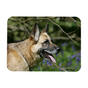 SchäferhundHeadshot 3 Magnet
