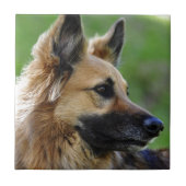 SchäferhundHeadshot Fliese (Vorderseite)