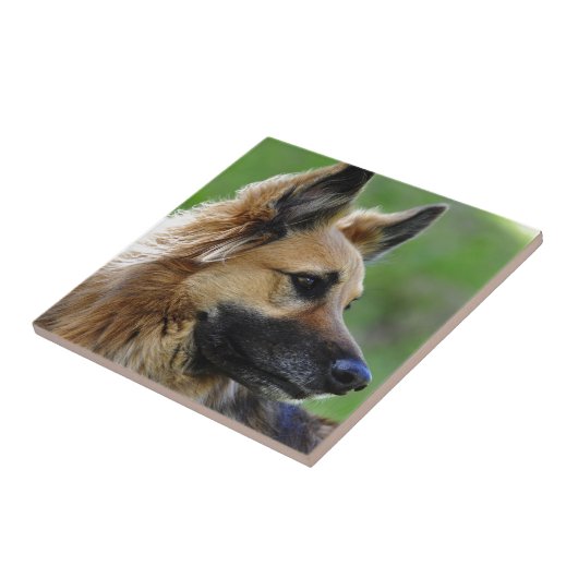 SchäferhundHeadshot Fliese (Seite)