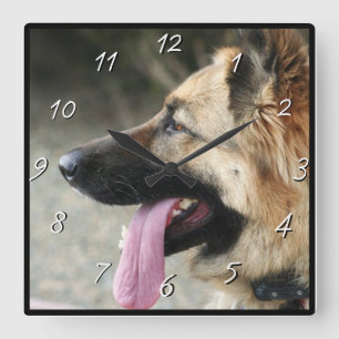 Schäferhundhundequadratuhr Quadratische Wanduhr