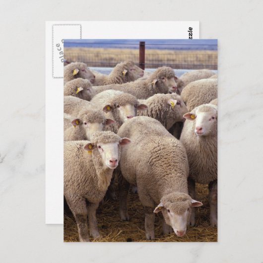 Schafherde Postkarte (Vorne/Hinten)