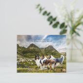 Schafherde-Rough-Colliese - Sammelgut Postkarte (Stehend Vorderseite)