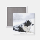 Schafhund (Akbash/Collie-Mix), der während der Magnet (Vorderseite/Rückseite)