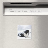 Schafhund (Akbash/Collie-Mix), der während der Magnet (In Situ (Geschirrspüler))