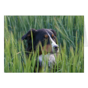 Schafhund im Gras