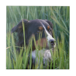Schafhund im Gras Fliese