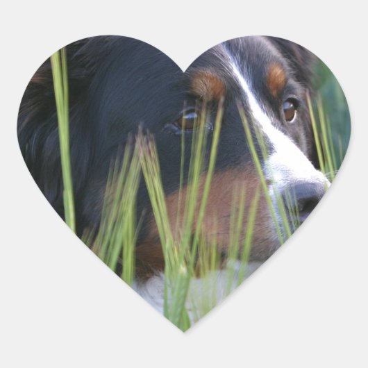 Schafhund im Gras Herz-Aufkleber (Vorderseite)