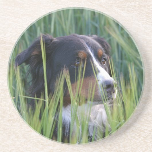 Schafhund im Gras Untersetzer (Vorne)