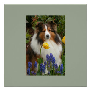 Schafhund in Blume Poster