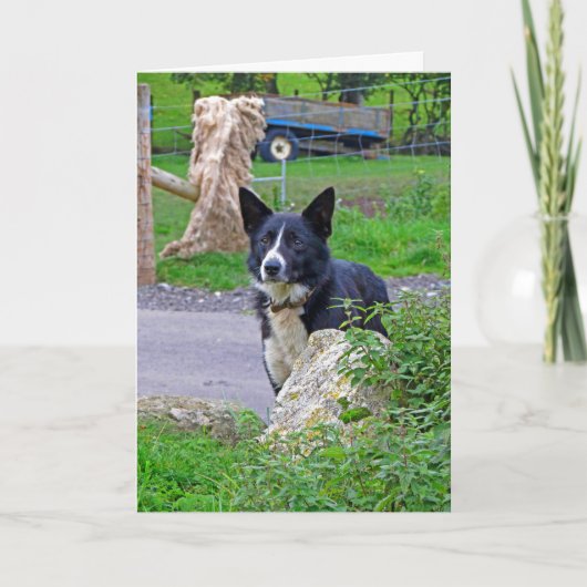 Schafhund in Schottland Karte (Vorderseite)