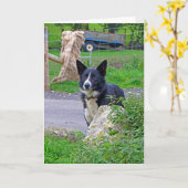 Schafhund in Schottland Karte (Gelbe Blume)