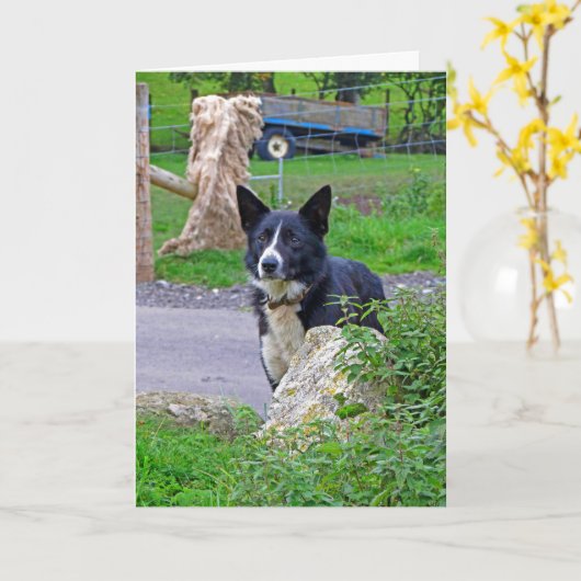 Schafhund in Schottland Karte (Gelbe Blume)