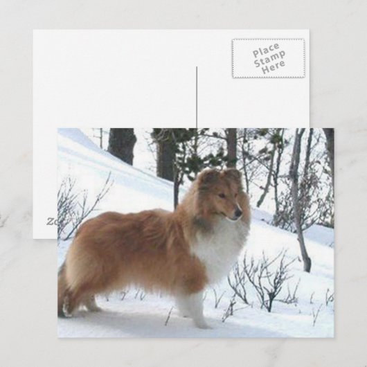 Schafhund Postkarte (Vorne/Hinten)