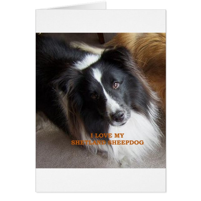 Schafhund Schwarz-Weiß-Liebe w pic (Vorne)