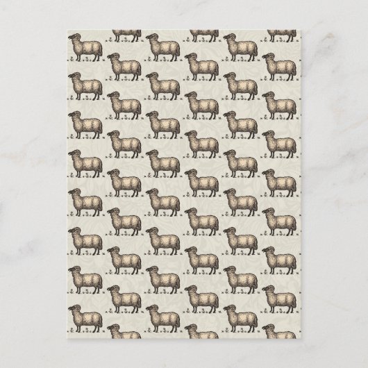 Schaflammfarm Vintag Postkarte (Vorderseite)