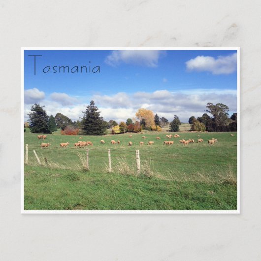 Schaflandschaft Postkarte (Vorderseite)