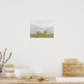 Schafnatur-Foto Poster (Küche)