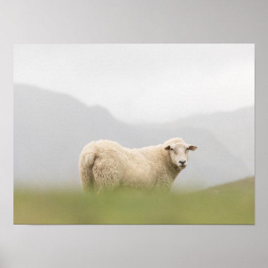 Schafnatur-Foto Poster (Vorne)