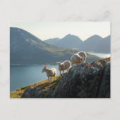 Schafnatur-Foto Postkarte (Vorderseite)