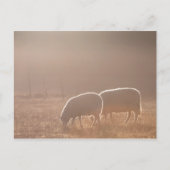 Schafnatur-Foto Postkarte (Vorderseite)