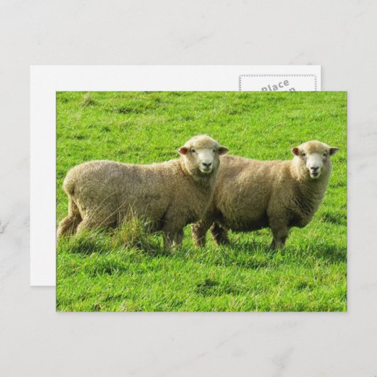 Schafschau Postkarte (Vorne/Hinten)