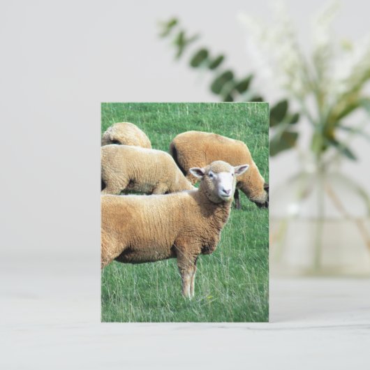 Schafschau Postkarte (Stehend Vorderseite)