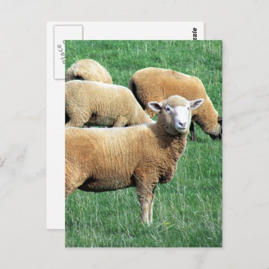 Schafschau Postkarte (Vorne/Hinten)