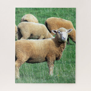 Schafschau Puzzle