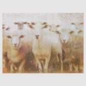 Schafschnupfen Seidenpapier (Vorderseite)