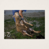 Schafshören (Vorderseite)