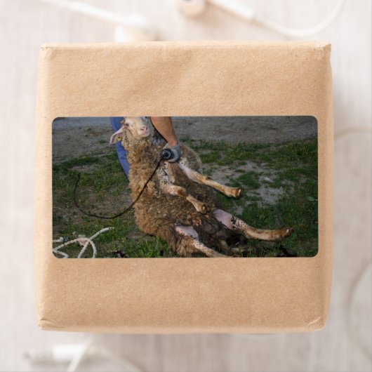 Schafshören (Insitu)