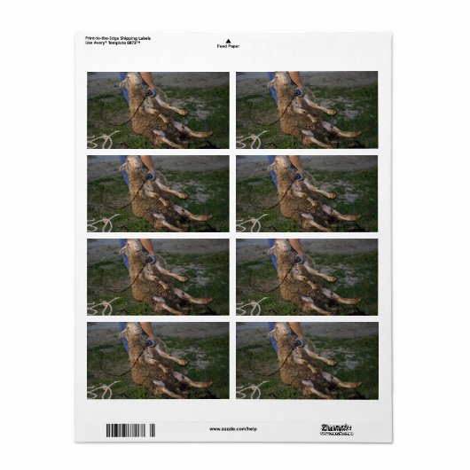 Schafshören (Vorne)