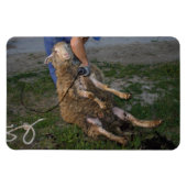 Schafshören Magnet (Horizontal)