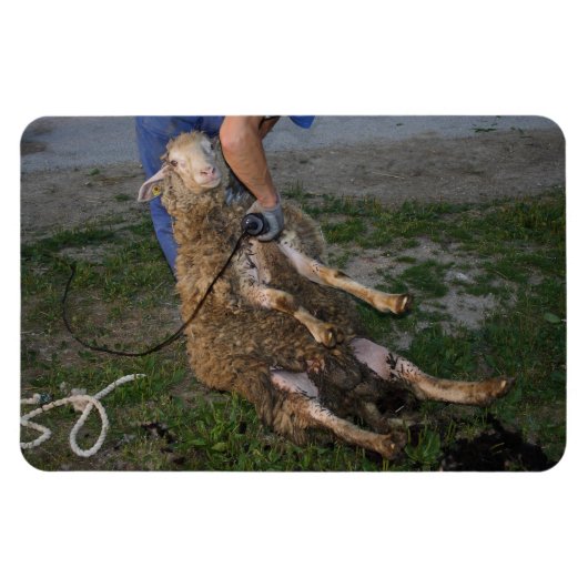 Schafshören Magnet (Horizontal)