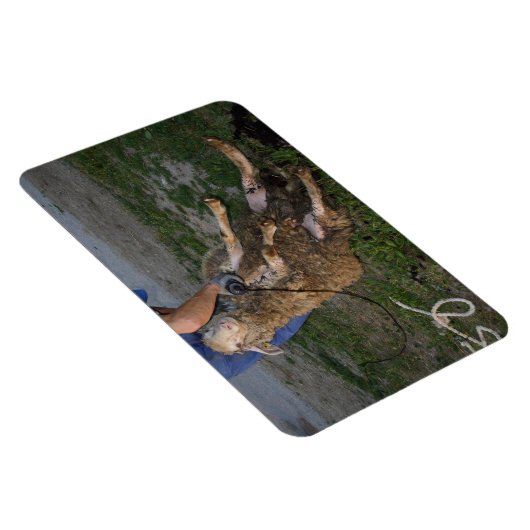 Schafshören Magnet (Rechte Seite)