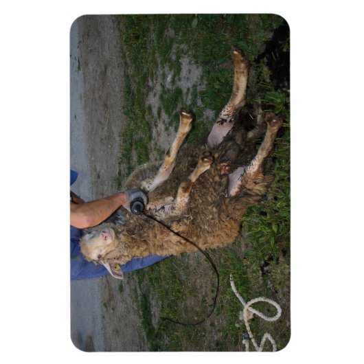 Schafshören Magnet (Vertikal)