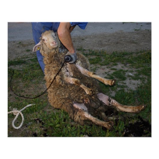 Schafshören Poster (Vorderseite)