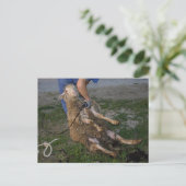 Schafshören Postkarte (Stehend Vorderseite)