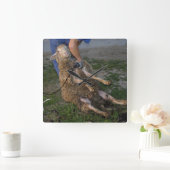 Schafshören Quadratische Wanduhr (Zuhause)