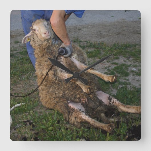 Schafshören Quadratische Wanduhr (Vorderseite)