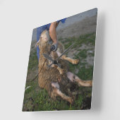 Schafshören Quadratische Wanduhr (Winkel)